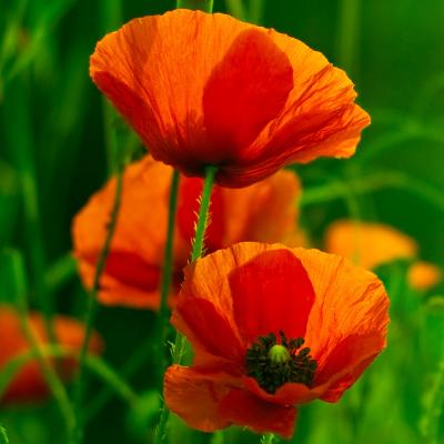 coquelicot - mot du glossaire Tête à modeler. Le coquleicot est une fleur.  Définition et activités associées au mot coquelicot.