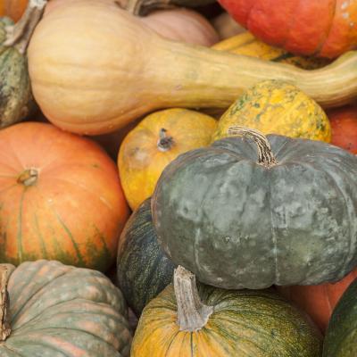courge - mot du glossaire Tête à modeler. La courge est une plante traînante.  Définition et activités associées au mot courge.