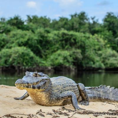 Crocodile - mot du glossaire Tête à modeler.   Définition et activités associées au mot Crocodile.