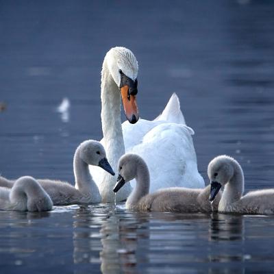 Cygne - mot du glossaire Tête à modeler.   Définition et activités associées au mot Cygne.