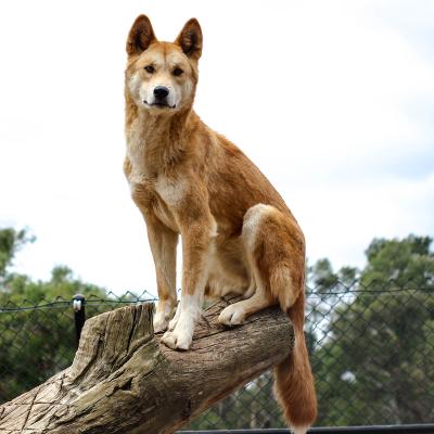dingo - mot du glossaire Tête à modeler. Définition et activités associées au mot dingo.