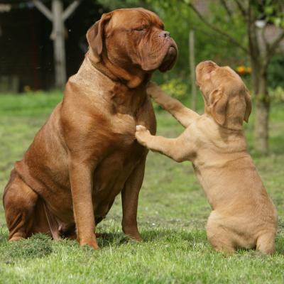 dogue - mot du glossaire Tête à modeler. Définition et activités associées au mot dogue.