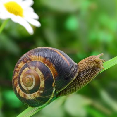 escargot - mot du glossaire Tête à modeler. Définition et activités associées au mot escargot.