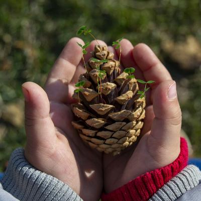 Faire un expérience et réaliser une joilie présentation florale. Cette expérience permet d'observer la germination de graines de lentille, et de découvrir la beauté et la magie de la nature