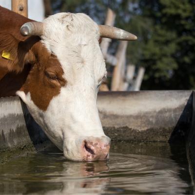 Abreuvoir : Mot du glossaire Tête à modeler. Abreuvoir : Un abreuvoir est un récipient ou lieu prévu pour faire boire les animaux. Les animaux viennent s'abreuver dans l'abrevoir.