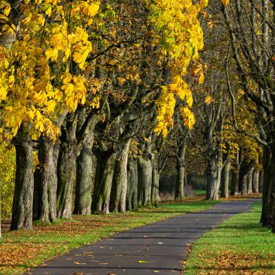 Allée : Mot du glossaire Tête à modeler. Une allée est un chemin dans un jardin, dans un parc ou une forêt.  Activités associées.