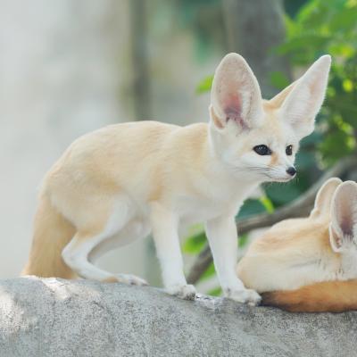 fennec - mot du glossaire Tête à modeler.  Un fennec est un petit renard... Définition et activités associées au mot fennec .