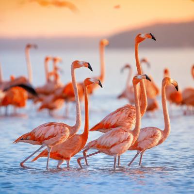 flamant - mot du glossaire Tête à modeler. Définition et activités associées au mot flamant.