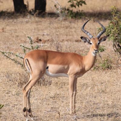 gazelle - mot du glossaire Tête à modeler. Définition et activités associées au mot gazelle.