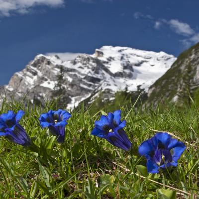 gentiane - mot du glossaire Tête à modeler. Définition et activités associées au mot gentiane.