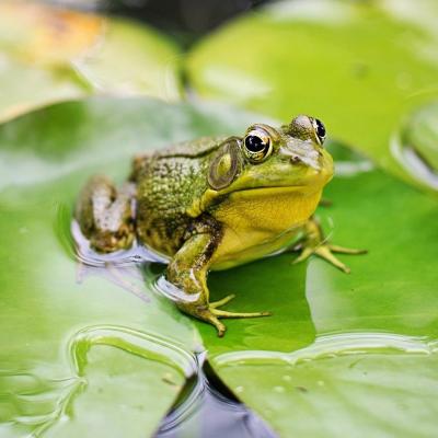 grenouille - mot du glossaire Tête à modeler. Définition et activités associées au mot grenouille.