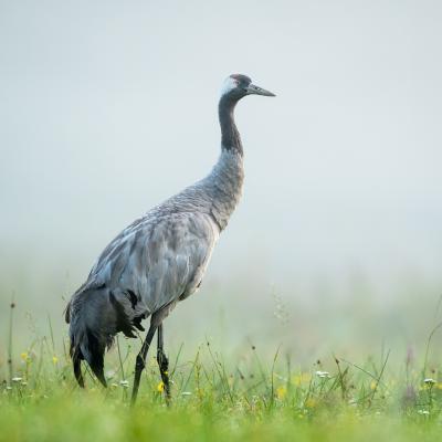 grue - mot du glossaire Tête à modeler. Définition et activités associées au mot grue.