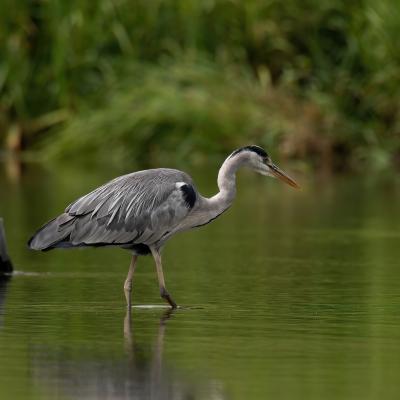 heron - mot du glossaire Tête à modeler. Définition et activités associées au mot heron.