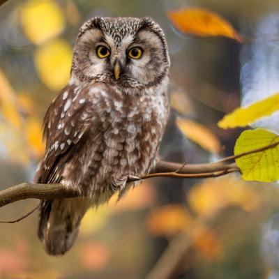hibou - mot du glossaire Tête à modeler. Définition et activités associées au mot hibou.