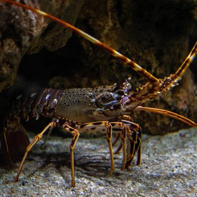 homard - mot du glossaire Tête à modeler. Définition et activités associées au mot homard.