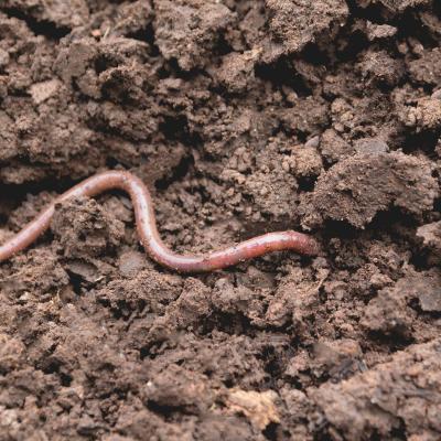 Les décomposeurs sont les êtres vivants qui dégradent les matières organiques mortes. Les décomposeurs "décomposent" les matières mortes en élément