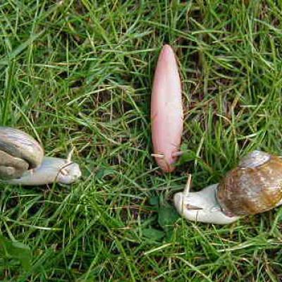 Modelage de petites limaces en pâte à sel. Le modelage des petites limace peut être complété par des escargots réalisés selon la même méthode.