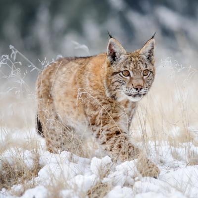lynx - mot du glossaire Tête à modeler. Définition et activités associées au mot lynx.