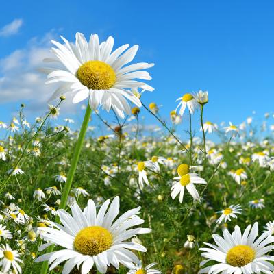 Marguerite