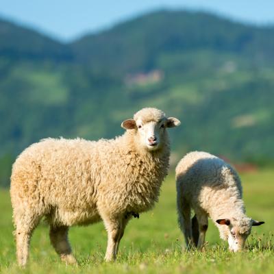 mouton