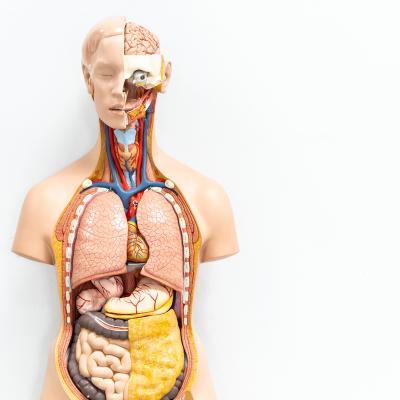 organe - mot du glossaire Tête à modeler. Définition et activités associées au mot organe.