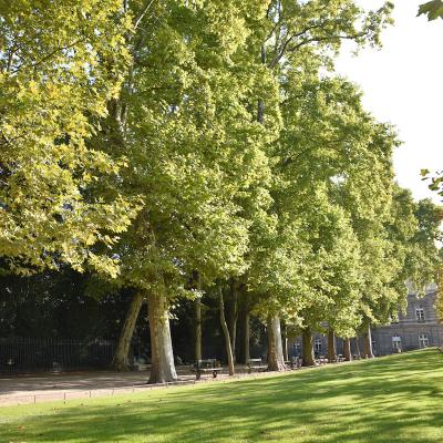 platane - mot du glossaire Tête à modeler. Définition et activités associées au mot platane.