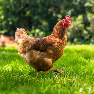 poule - mot du glossaire Tête à modeler. Définition et activités associées au mot poule.