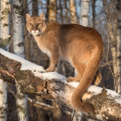 puma- mot du glossaire Tête à modeler. Définition et activités associées au mot puma.