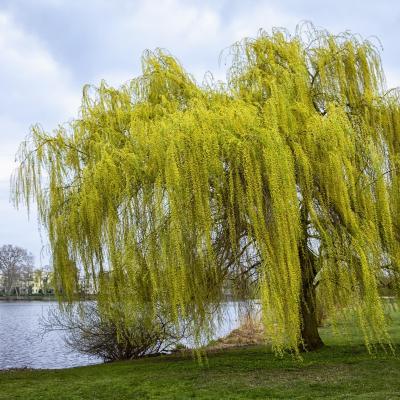saule - mot du glossaire Tête à modeler. Définition et activités associées au mot saule.