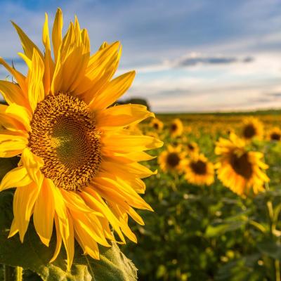 tournesol - mot du glossaire Tête à modeler. Définition et activités associées au mot tournesol.