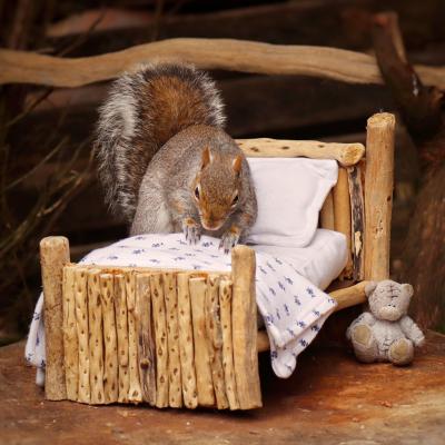 Elle s'appelle Sharon cutler, elle est paysagiste et photographe et elle a décidé de fabriquer une chambre et une salle de bain aux écureils qui vivent dans son jardin. Le résultat est trop mignon est