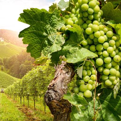 vigne - mot du glossaire Tête à modeler. Définition et activités associées au mot vigne.