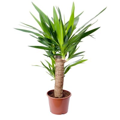 yucca - mot du glossaire Tête à modeler. Définition et activités associées au mot yucca.