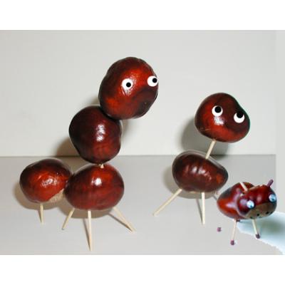 Animaux marrons