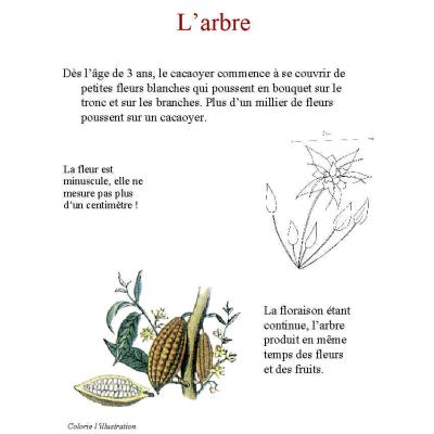 Réaliser un livre sur le cacao