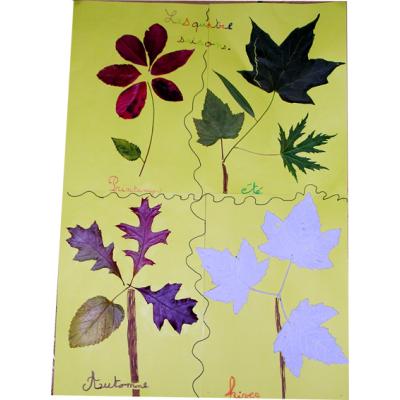 Activité sur les arbres et leur évolution au fil des saisons