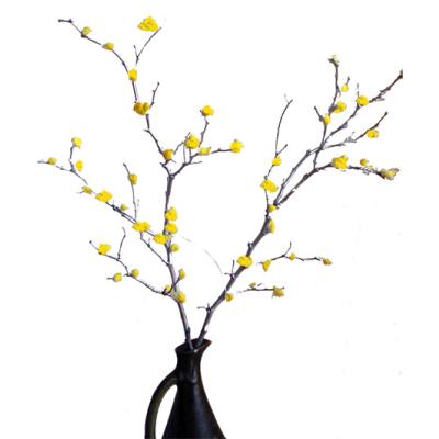 Forsythia de Noël tradition d'allemagne
