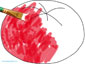Peindre la tomate