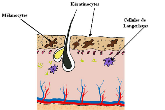 Epiderme de la peau
