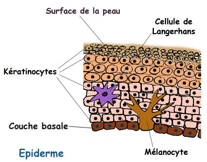 L'épiderme