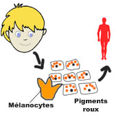 pigments rouges de la peau